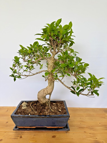 Zimmerbonsai ficus retusa - zimmerbonsai,