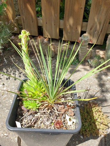 Traum yucca hybride mw38 - traum,