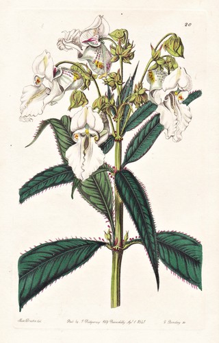 Impatiens candida himalaya - candida,