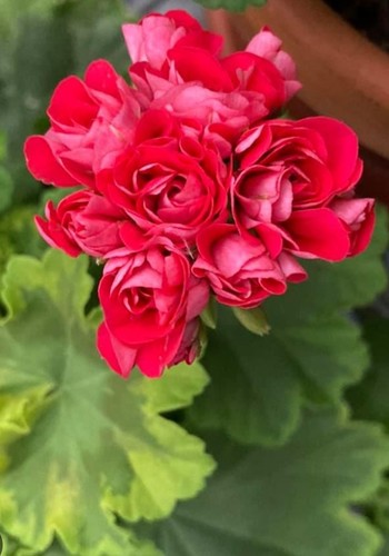Pelargonie geranie andreas - geranie,