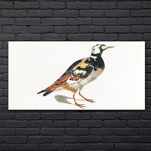Zeichnung tier vogel kunst - vogel,