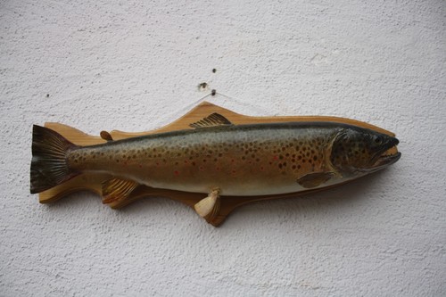 Fischpräparat tierpräparat - fischpräparat,,