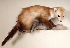 Schöner Steinmarder mit