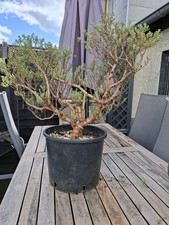 Crasula Sacrocaulis Grosser Bonsai