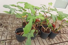 Philodendron rettungs aktion - philodendron, rettungs-aktion