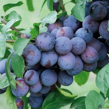 Terrassenobst Säulenobst Pflaume Frühreif oder Spätreifend Spalier Zwetsche