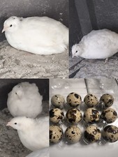 XXL Jumbo Texas Wachtel Eier