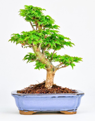 Bonsai löwenkopfahorn acer - bonsai, löwenkopfahorn-