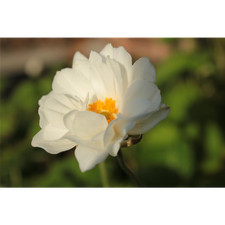 Anemone x japonica 'Whirlwind'