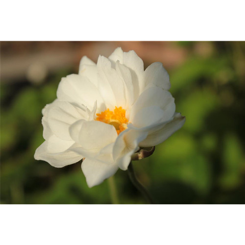 Anemone japonica whirlwind - japonica, 'whirlwind'