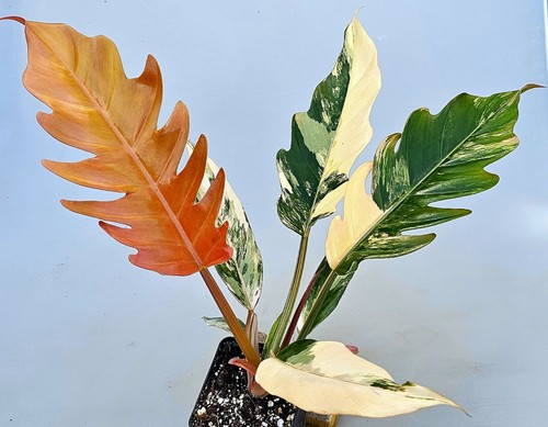 Philodendron caramel pink - caramel,