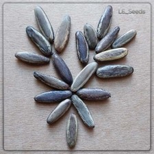 20 x Delonix regia Samen -