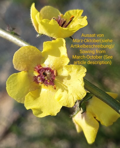 Schaben königskerze - schaben,