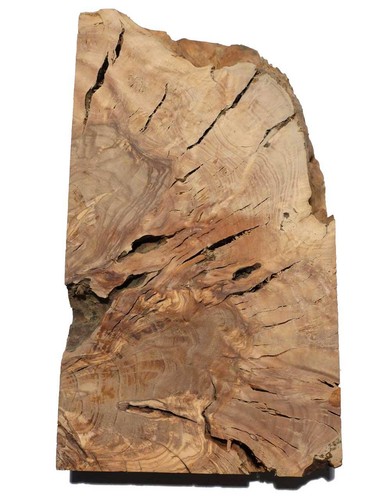 Oliven wurzelholz holz für - 1x,
