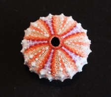 Atemberaubender tropischer