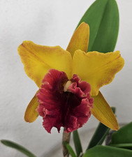 Thailand duft orchidee - duft,