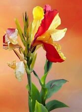 Jetzt pflanzen ! Indisches Blumenrohr Canna Blühpflanzen Garten Deko Samen