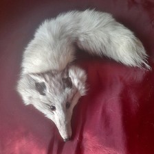 Echtes Silberfuchs Pelzstola
