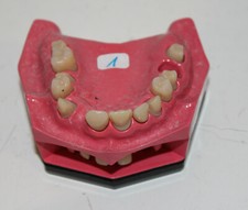 Go Dent Schaumodell Nr.  5