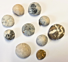 Seeigel Fossilien 10