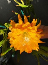 Epiphyllum „Yellow Tặng“