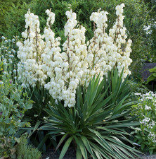 Yucca Gloriosa Palme Palmlilie