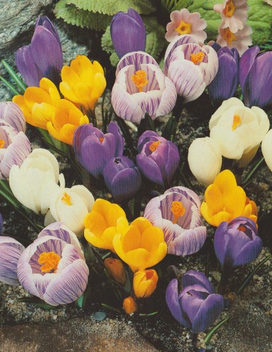 100 großblumige krokusse - 100,