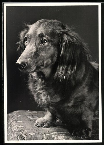 Foto langhaardackel mit - langhaardackel,