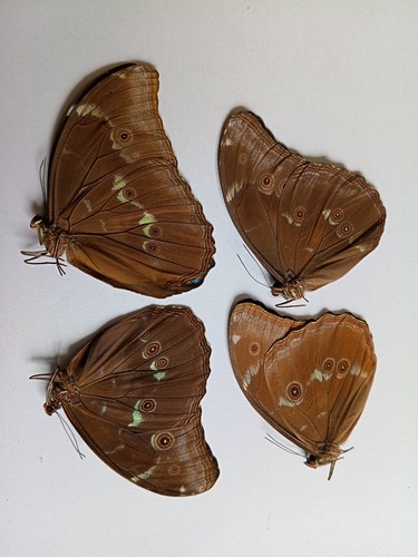 Morpho menelaos a1 mit - a1-,
