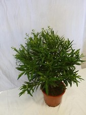 XL Oleander - 120 cm - WEIß - großer Topf 32 cm Ø - Nerium oleander