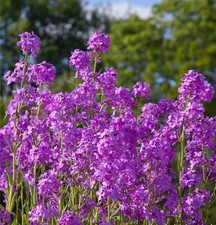 Nachtviole 100+ Samen Hesperis