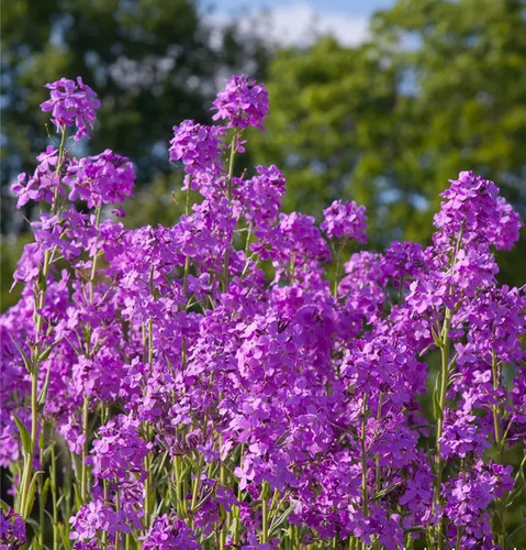 Nachtviole 100 samen hesperis - 100+,