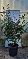 JAPONICA CAMELIA PFLANZE VASE