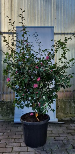 Japonica camelia pflanze vase - camelia,