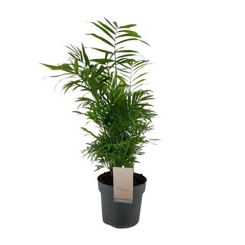 Chamaedorea elegans ø17 - chamaedorea,