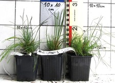 Pinus hartwegii  -  seltene