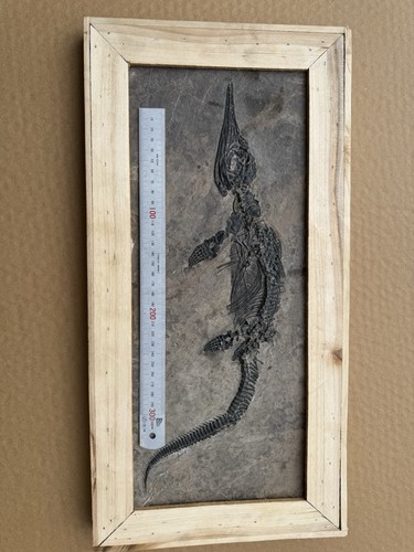Fossil mixosaurus - fossil,