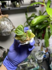 philodendron micans variegated