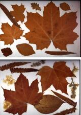 2 Festerbilder, HERBST, Blätter in Folie versiegelt, Kunststoff transparent