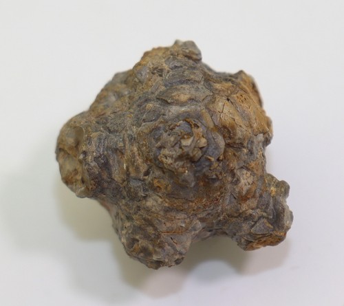 Crinoide amphoracrinus - crinoide,,