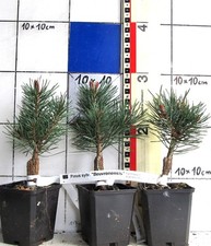 Pinus sylv. "Beuvronensis"   - blaugraue Zwergform / Kugelform der Waldkiefer