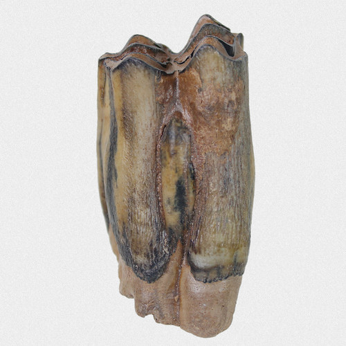 Fossil backenzahn - backenzahn, m3