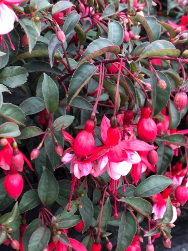 Freiland garten fuchsie - fuchsie, madame