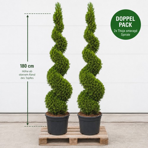 Thuja smaragd spirale - thuja,