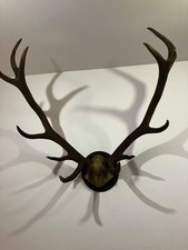 12-Ender Altes Hirschgeweih
