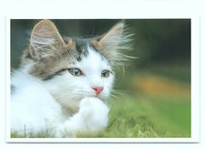 1 AK Katze 41' - NEU !!! #