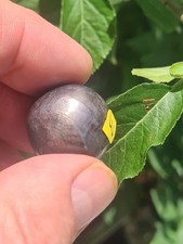 Sternsaphir Kugel (E:   133 ct,  ca. 23.5 mm) schwarz mit doppelten Sternen