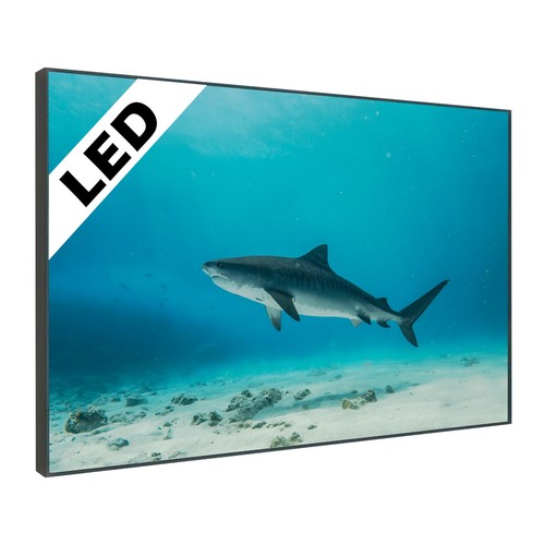 Led wandbild tiger hai - wandbild, bahamas