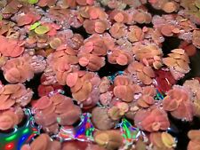 Schwimmpflanze Aquarium Schwimmende Wolfsmilch / Phyllanthus fluitans