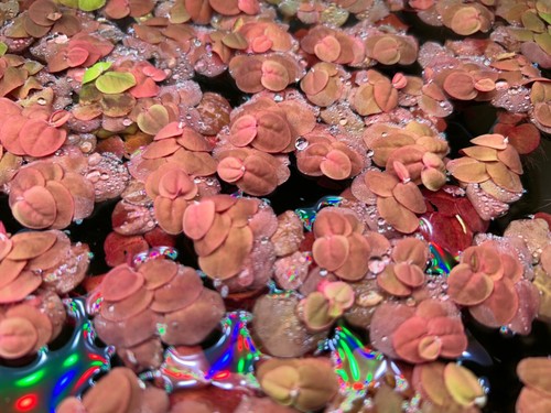 Schwimmpflanze aquarium - schwimmpflanze,